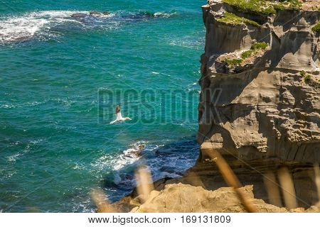 Muriwai Gannet Colony, Muriwai Regional Park, West Coast of the North Island in Auckland,New Zealand