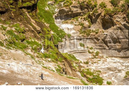 Muriwai Gannet Colony, Muriwai Regional Park, West Coast of the North Island in Auckland,New Zealand