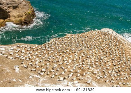 Muriwai Gannet Colony, Muriwai Regional Park, West Coast of the North Island in Auckland,New Zealand