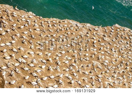 Muriwai Gannet Colony, Muriwai Regional Park, West Coast of the North Island in Auckland,New Zealand