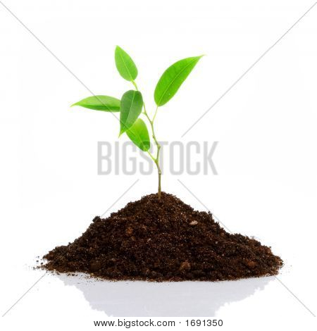 Jeune Plant