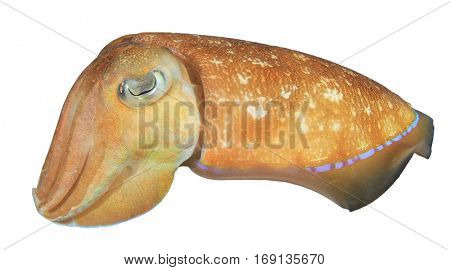 Cuttlefish isolated. Pharaoh Cuttle Fish on white background