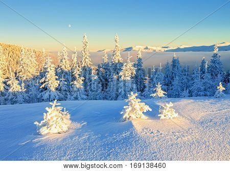Far away in the high mountains covered with white snow stand few green trees in the magical snowflakes among fields on a beautiful winter.