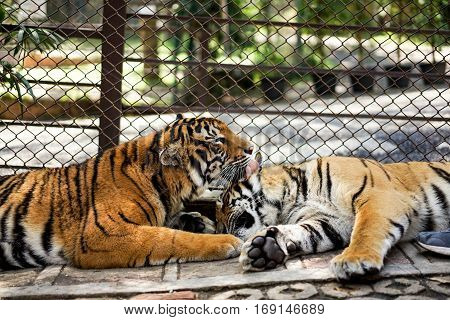 tigers in the zoo with cage background