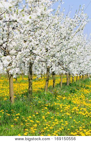 Spring in beautiful bud flower orchard tree blossom and green and yellow dandelion meadow