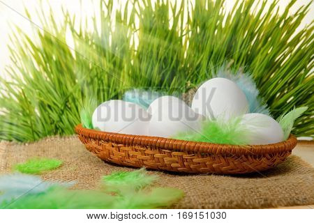 Chicken White Eggs With Feathers In Basket On Hessian And Spring Green Grass With Sun Beams, Easter