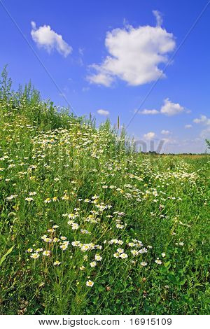 daisywheels en campo