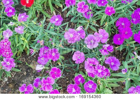 Dianthus flower in garden show nature concept