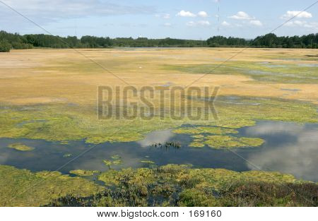 Lago coperto di alghe