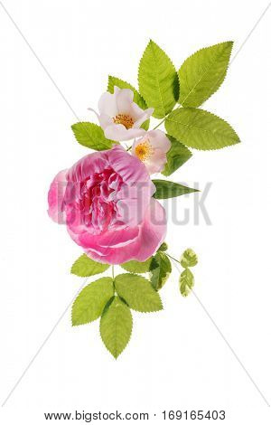 wild roses