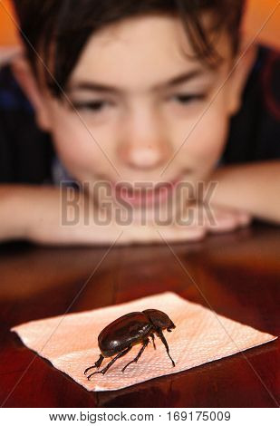 Keen Teenage Boy Investigate Bug