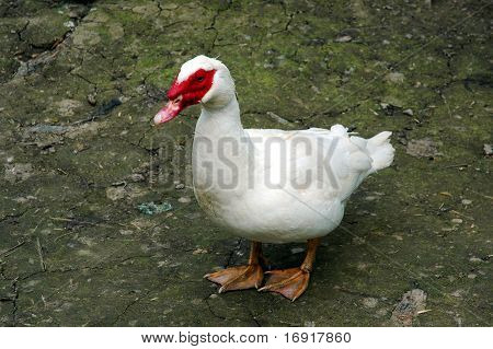 거 위 초상화