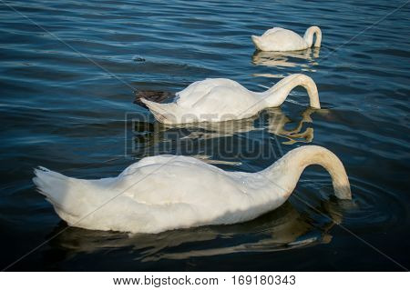 Three swans catch the food in the lake.
