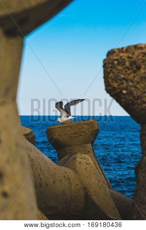 A Seagull prepares to take off from the breakwater.