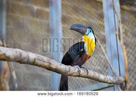 Toucan resting on a branch at the zoo.