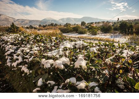 Snowy Landscape In Athens - Rare And Unique Event