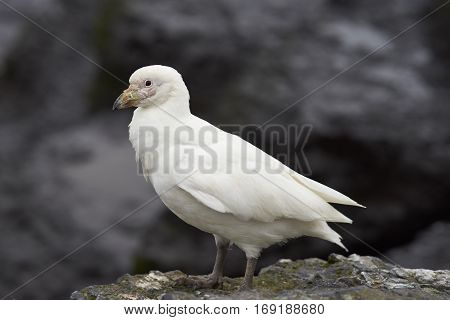 Pale-faced Sheathbill (Chionis albus) walking along the cliffs of Bleaker Island in the Falkland Islands.