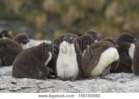 Rockhopper Penguin chicks (Eudyptes chrysocome) huddle together in a creche whilst their parents are away at sea feeding. Coast of Bleaker Island in the Falkland Islands.