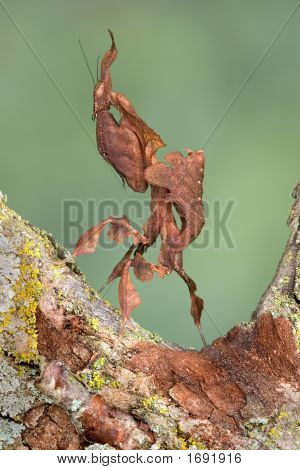 Ghost Mantis