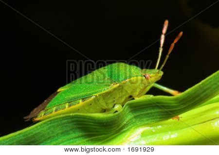 Zelený štít Bug - Palomena Prasina