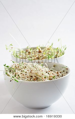 Beansprout bocce - orientamento verticale