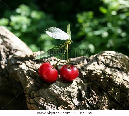 zwei saftige Kirschen im Garten