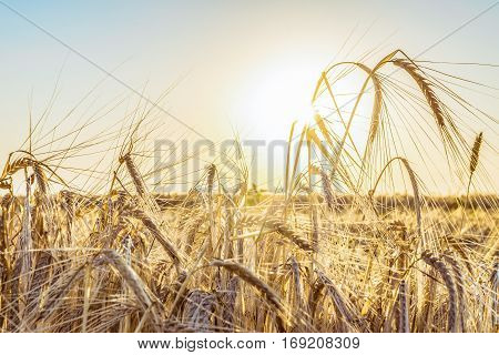 Agricultural background with ripe spikelets of rye in the golden rays of the low sun backlight. Beautiful nature sunset. Rural scene with limited depth of field.