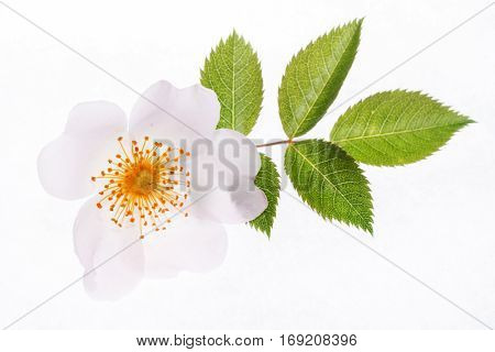 wild roses