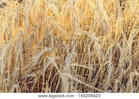 Ripe golden rye spikelets close up in a sunny field. Agricultural background.
