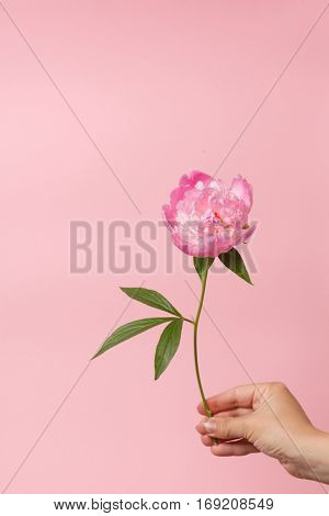peony in the hand
