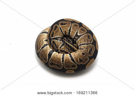 macro reptile snake isolated on white background