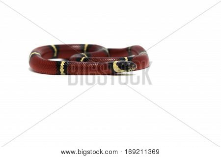 macro reptile snake isolated on white background