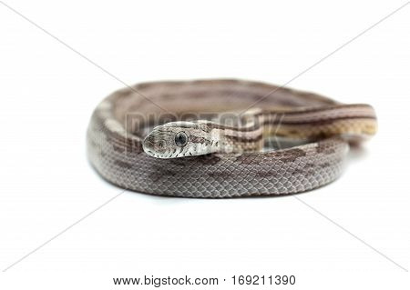 macro reptile snake isolated on white background