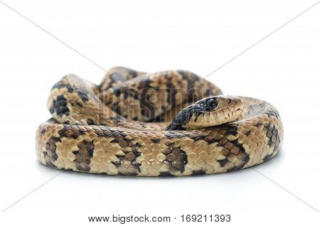 macro reptile snake isolated on white background