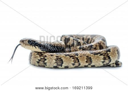 macro reptile snake isolated on white background