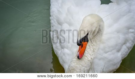 Portrait Close up of Mute swan (Cygnus olor) as he swims around in its pond in early morning.