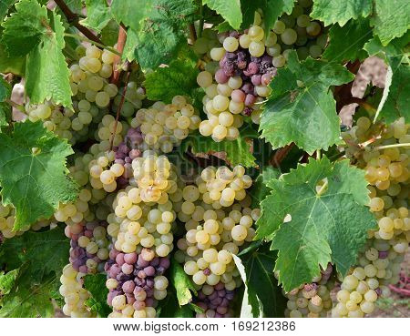 Loix France - september 26 2016 : vineyard in autumn