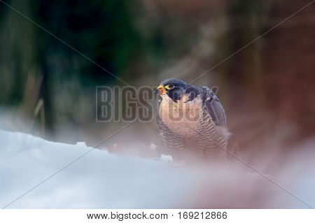 Peregrine Falcon In Magic Colorful Winter Forest