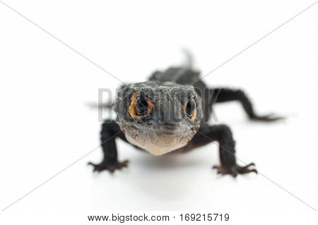 macro lizard gecko isolated on white background