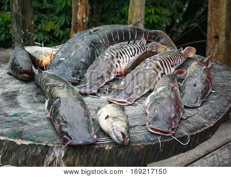 Fishes from Amazon River on the wooden table