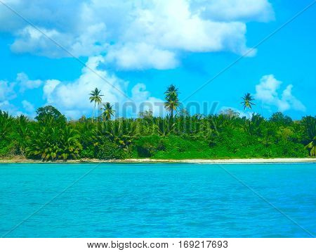 Mangrove forests palmtree mangroves in the Caribbean Dominican Republic