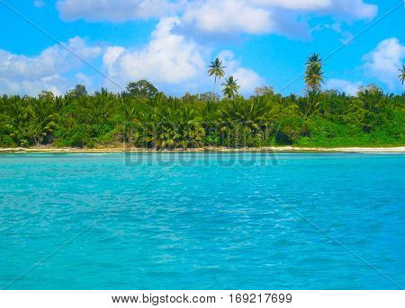 Mangrove forests palmtree mangroves in the Caribbean Dominican Republic