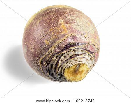 Rutabaga root, whole, on the white background