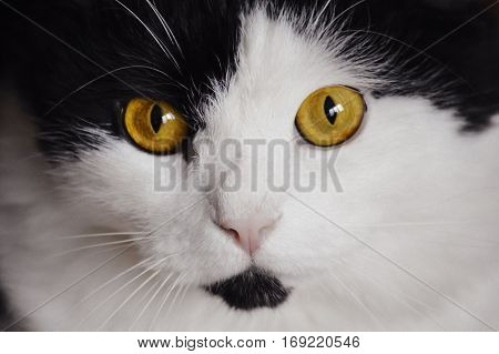 black and white cat looking yellow eyes
