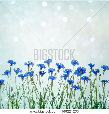 Beautiful decorative floral arrangement with wild flowers cornflower on a delicate blue background. Blank Card for invitation congratulation