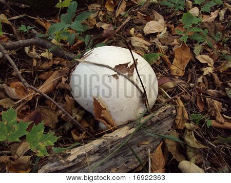 Puffball Mushroom on Forest Floor