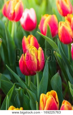 Tulip. Beautiful Bouquet Of Tulips. Colorful Tulips.