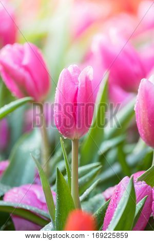 Tulip. Beautiful Bouquet Of Tulips. Colorful Tulips.