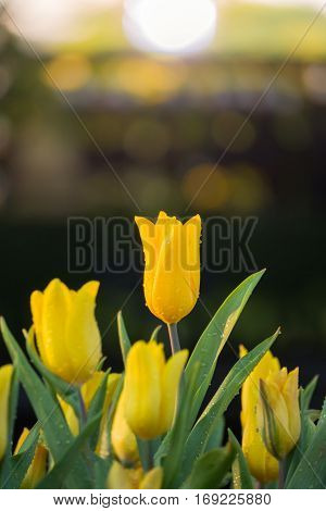 Tulip. Beautiful Bouquet Of Tulips. Colorful Tulips.