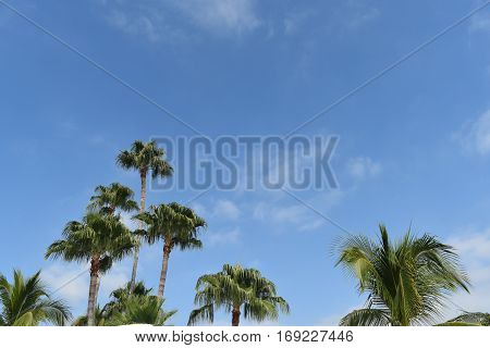 Looking up at palm trees in Mexico